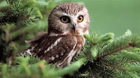 Owl of Pure Luck, Magic, and Blessings