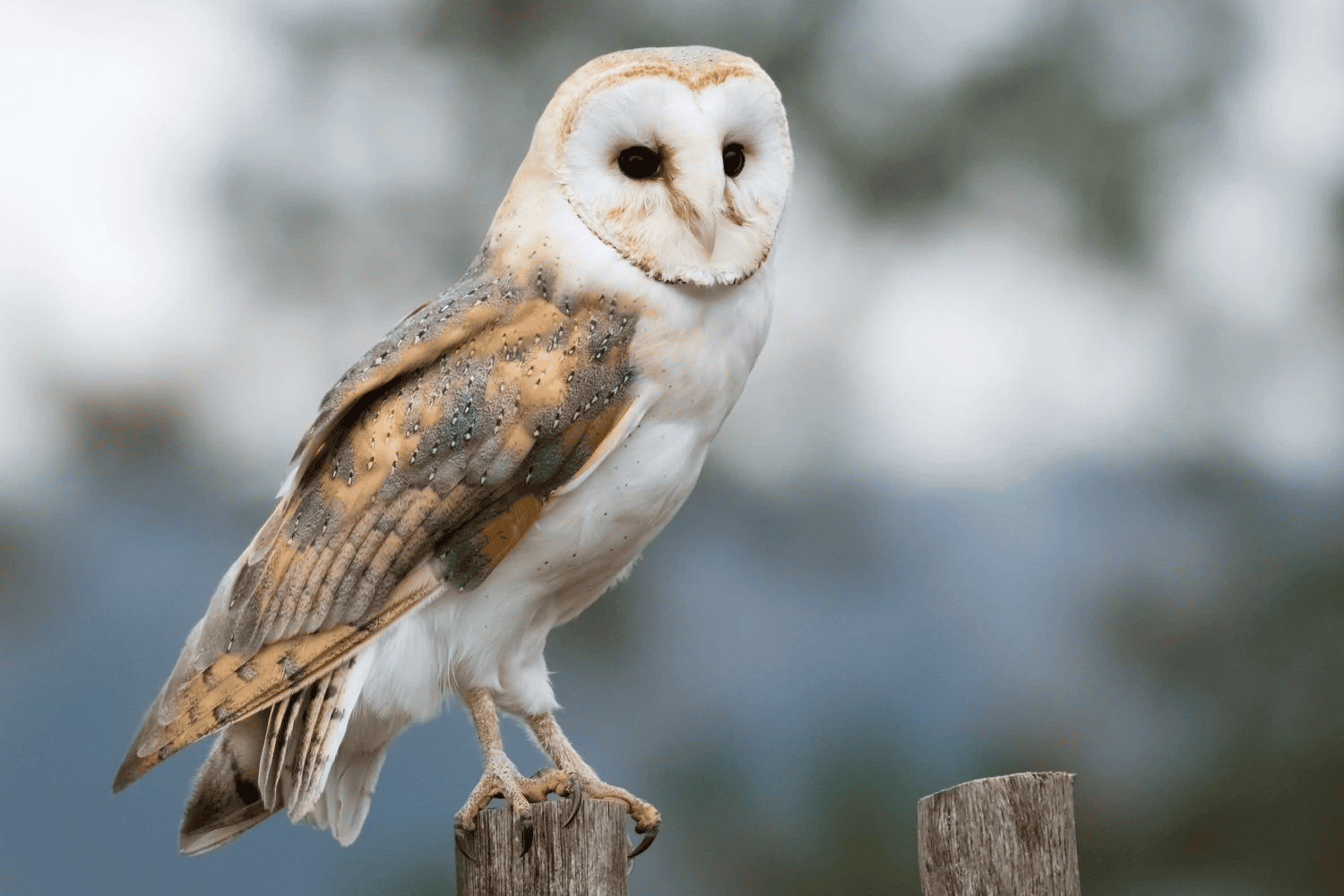 Owl symbolism, destiny, spiritual luck, divine blessings, mystical wisdom