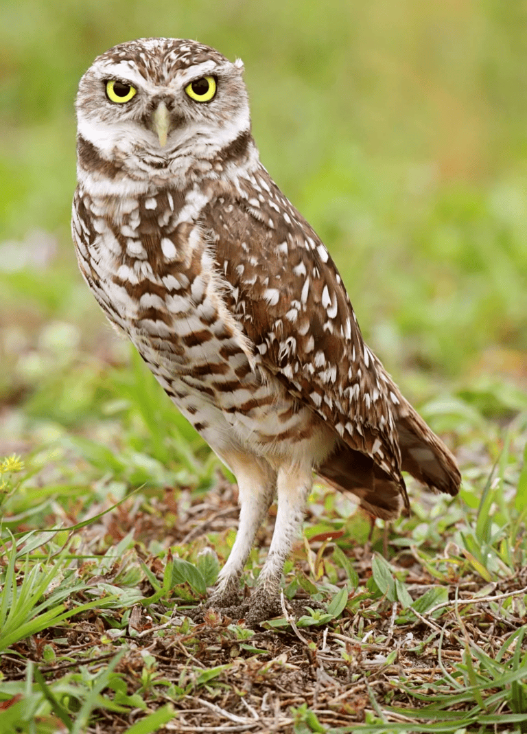 Owl symbolism, enchantment, spiritual luck, hidden blessings, mystical wisdom