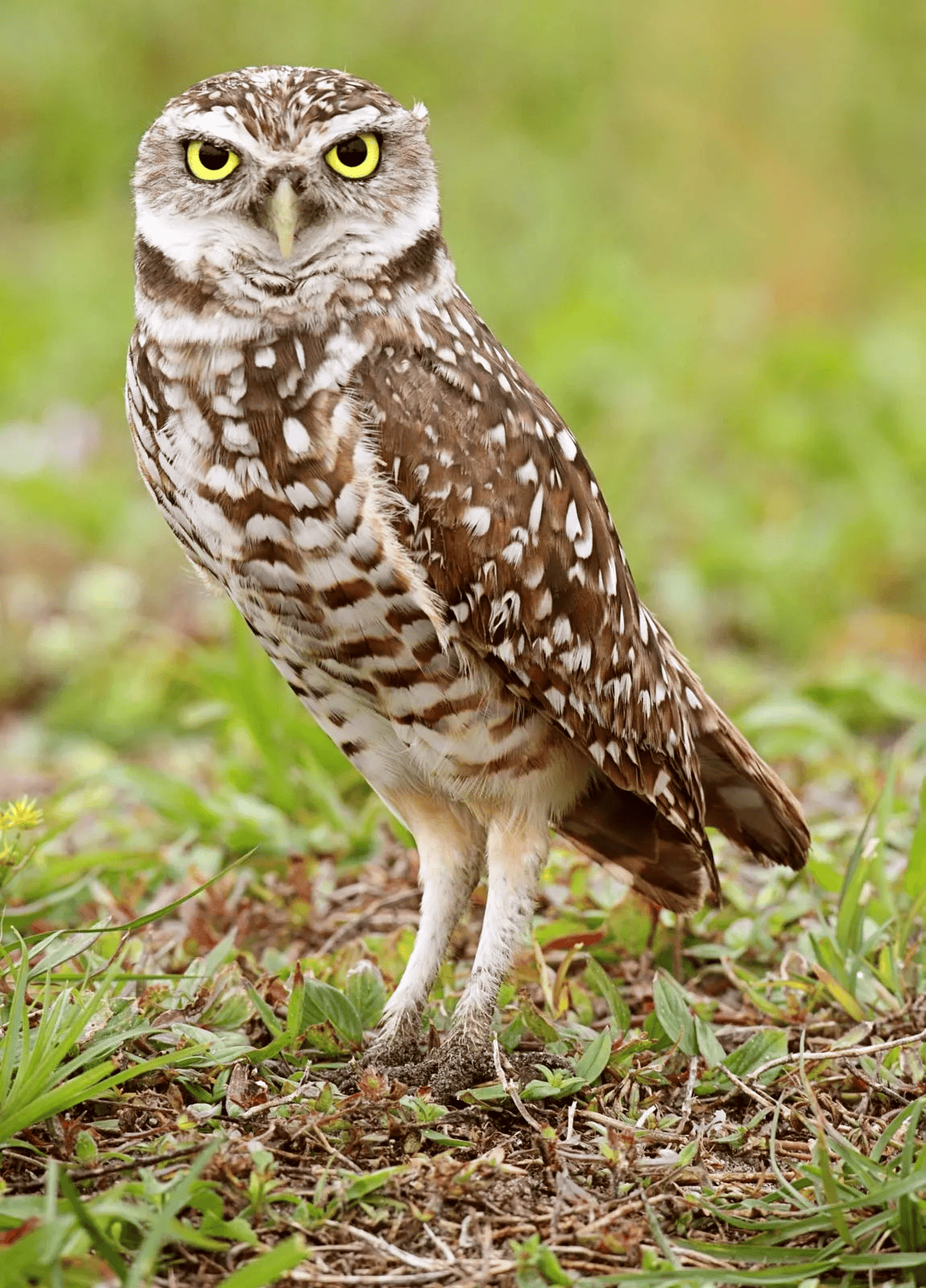 Owl symbolism, enchantment, spiritual luck, hidden blessings, mystical wisdom