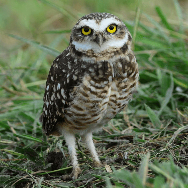Owl symbolism, radiance, fortune, sacred blessings, mystical wisdom