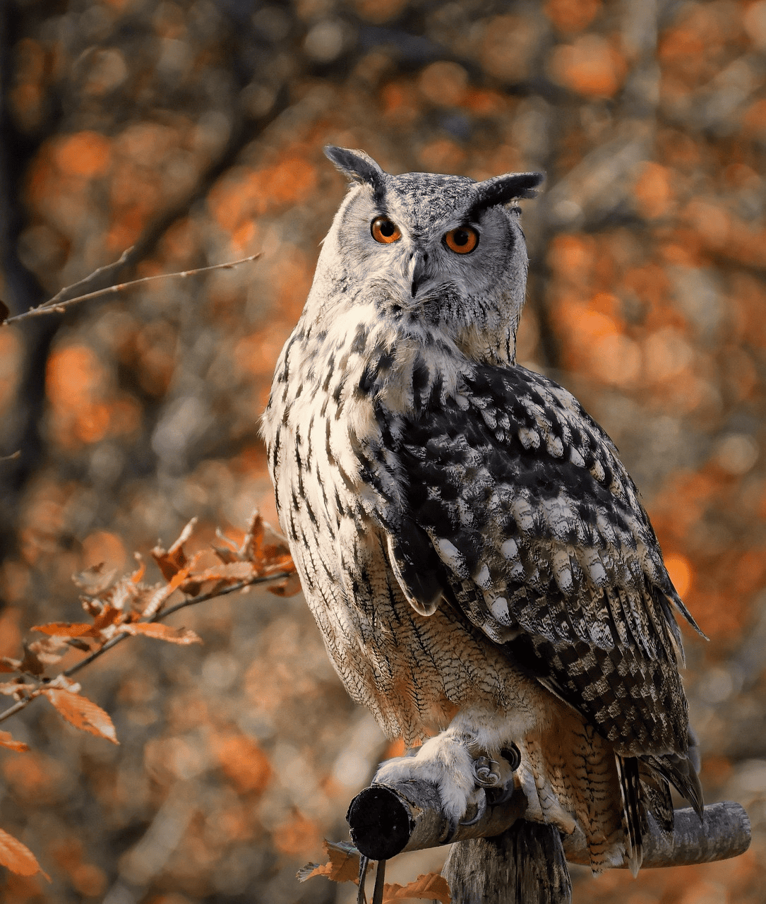 Owl symbolism, twilight wisdom, sacred mysteries, spiritual luck, divine blessings